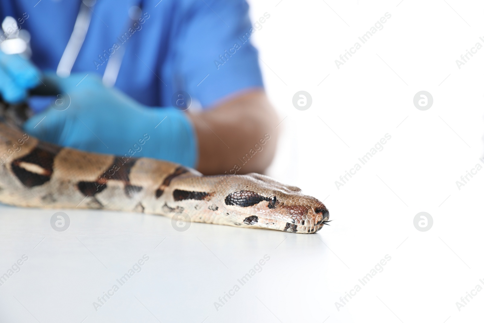 Photo of Male veterinarian examining boa constrictor in clinic, closeup