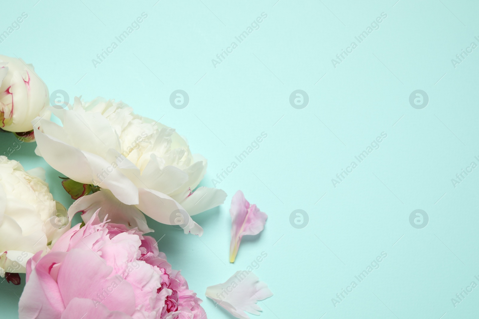 Photo of Beautiful peonies on light blue background, flat lay. Space for text