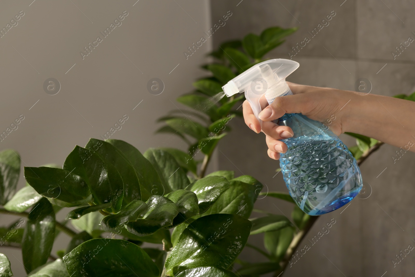 Photo of Woman spraying water onto houseplant at home, closeup