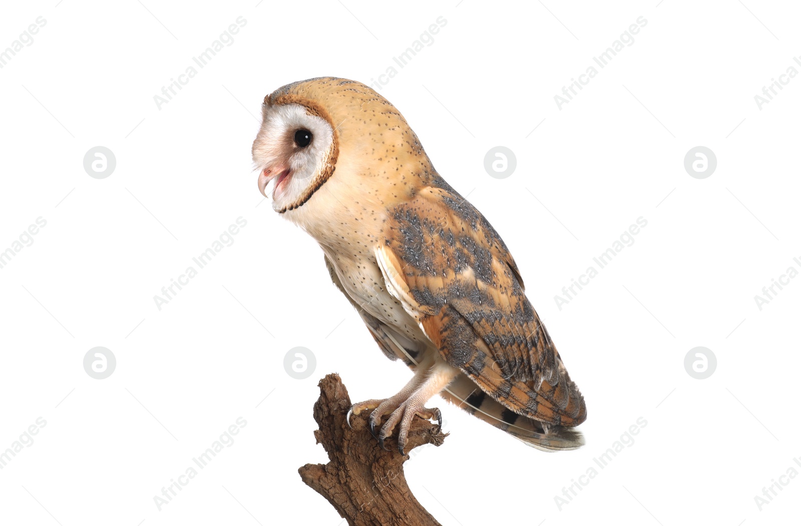 Photo of Beautiful common barn owl on twig against background