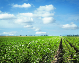 Picturesque view of blooming potato field against blue sky with fluffy clouds on sunny day. Organic farming