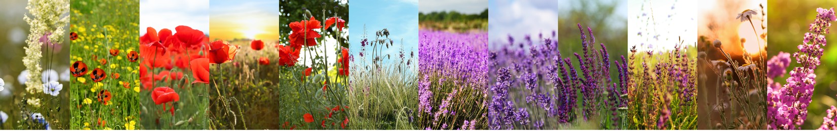 Collage with photos of different beautiful wild flowers