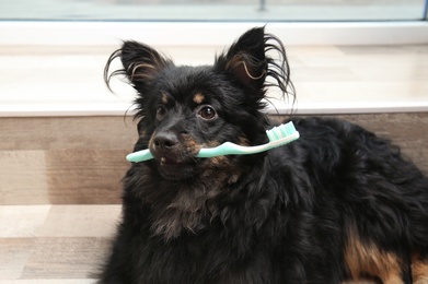 Photo of Long haired dog holding toothbrush at home