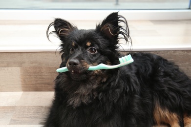 Long haired dog holding toothbrush at home