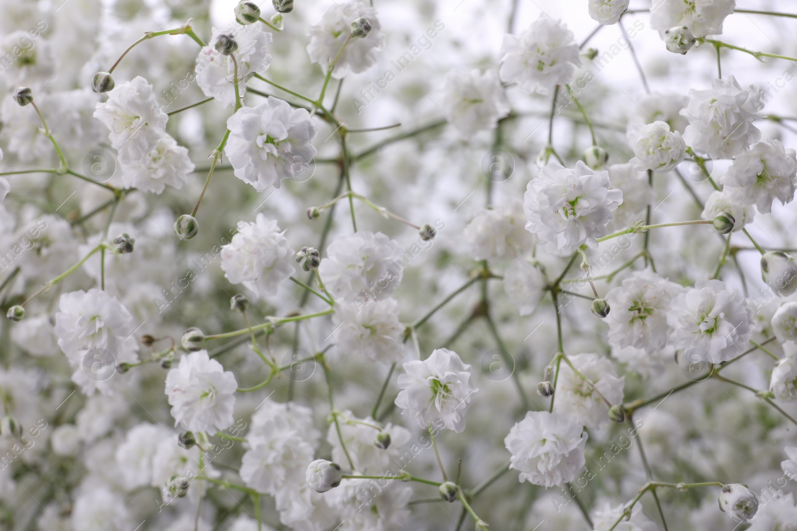 Photo of Beautiful gypsophila flowers as background, closeup view