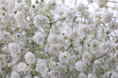 Beautiful gypsophila flowers as background, closeup view