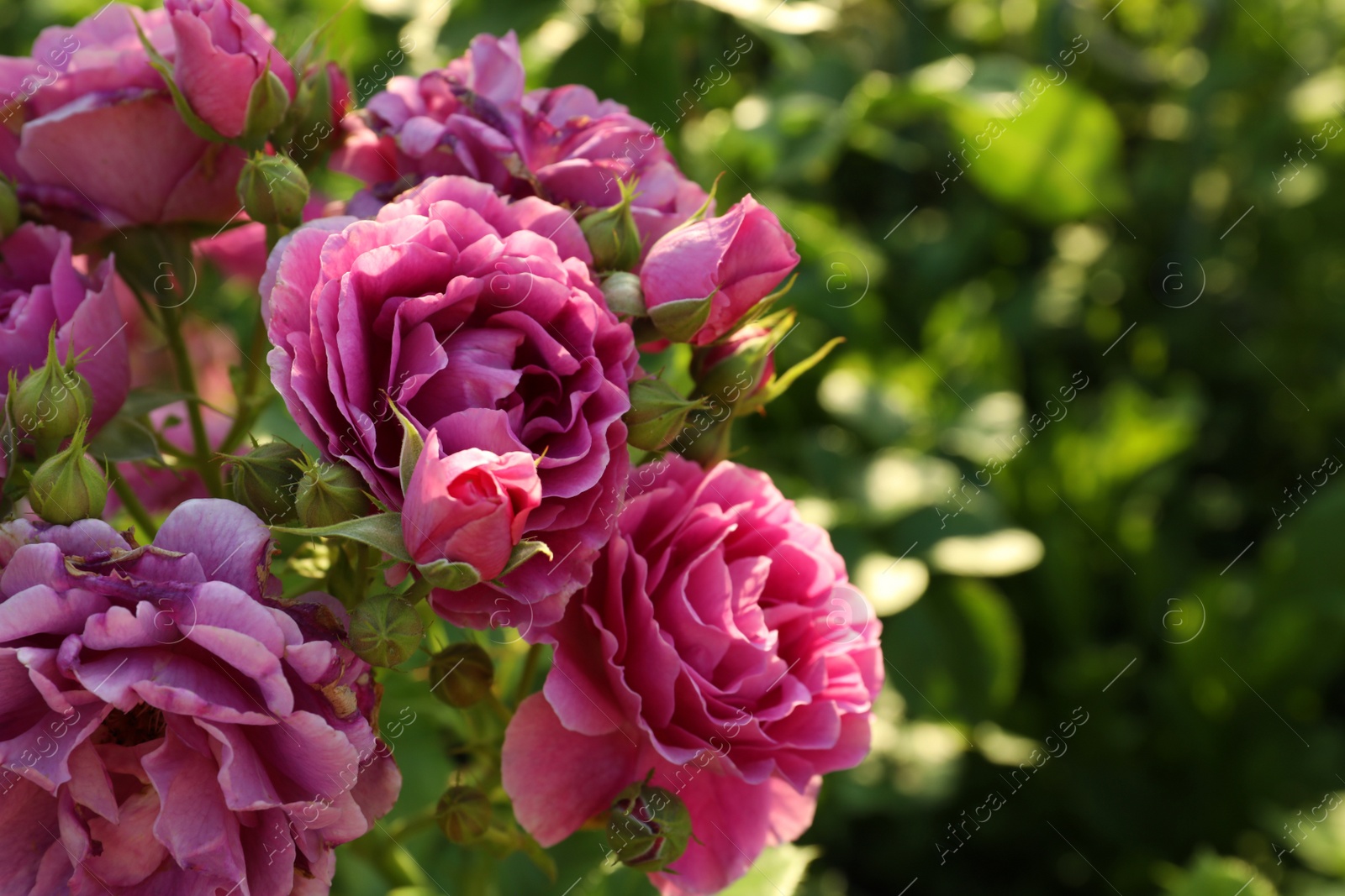 Photo of Beautiful blooming pink roses on bush outdoors, closeup. Space for text