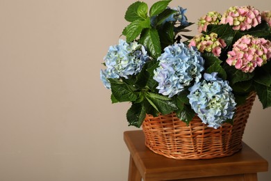 Photo of Beautiful hortensia flowers in basket on wooden table against beige background. Space for text