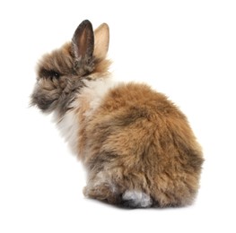 Fluffy rabbit isolated on white. Cute pet