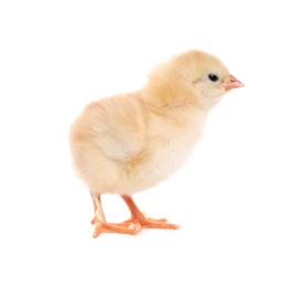 Photo of Cute fluffy baby chicken on white background