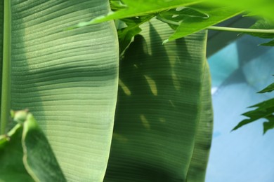 Banana tree with green leaves growing outdoors, closeup