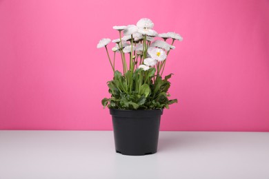 Photo of Beautiful potted daisy flower on white table against pink background