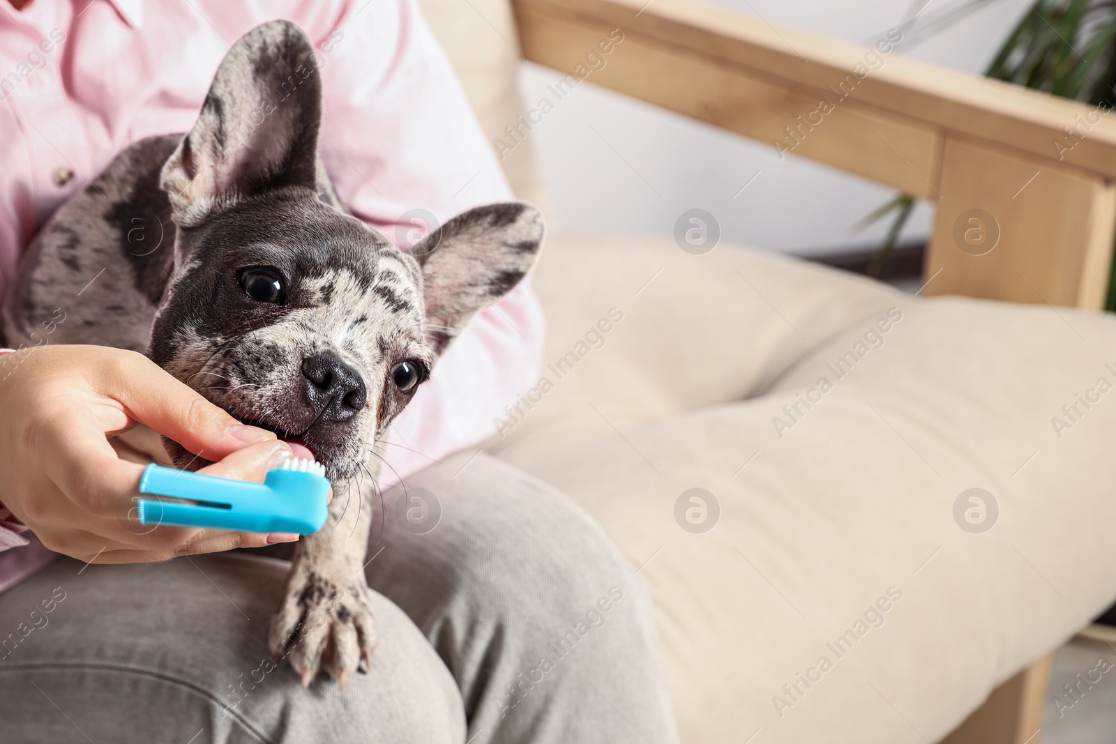 Photo of Woman brushing dog's teeth on sofa at home, closeup