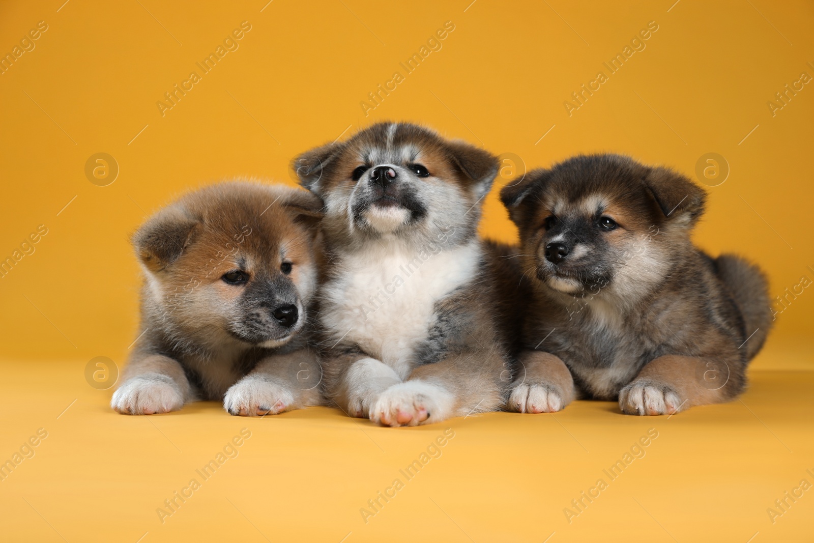 Photo of Adorable Akita Inu puppies on yellow background