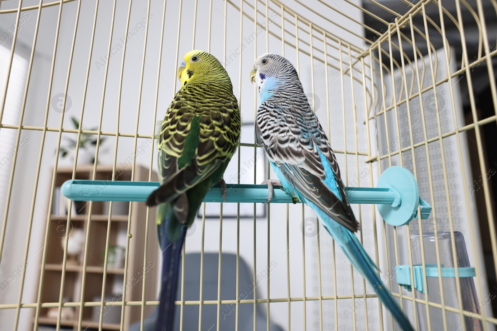 Photo of Beautiful bright parrots in cage indoors. Exotic pets