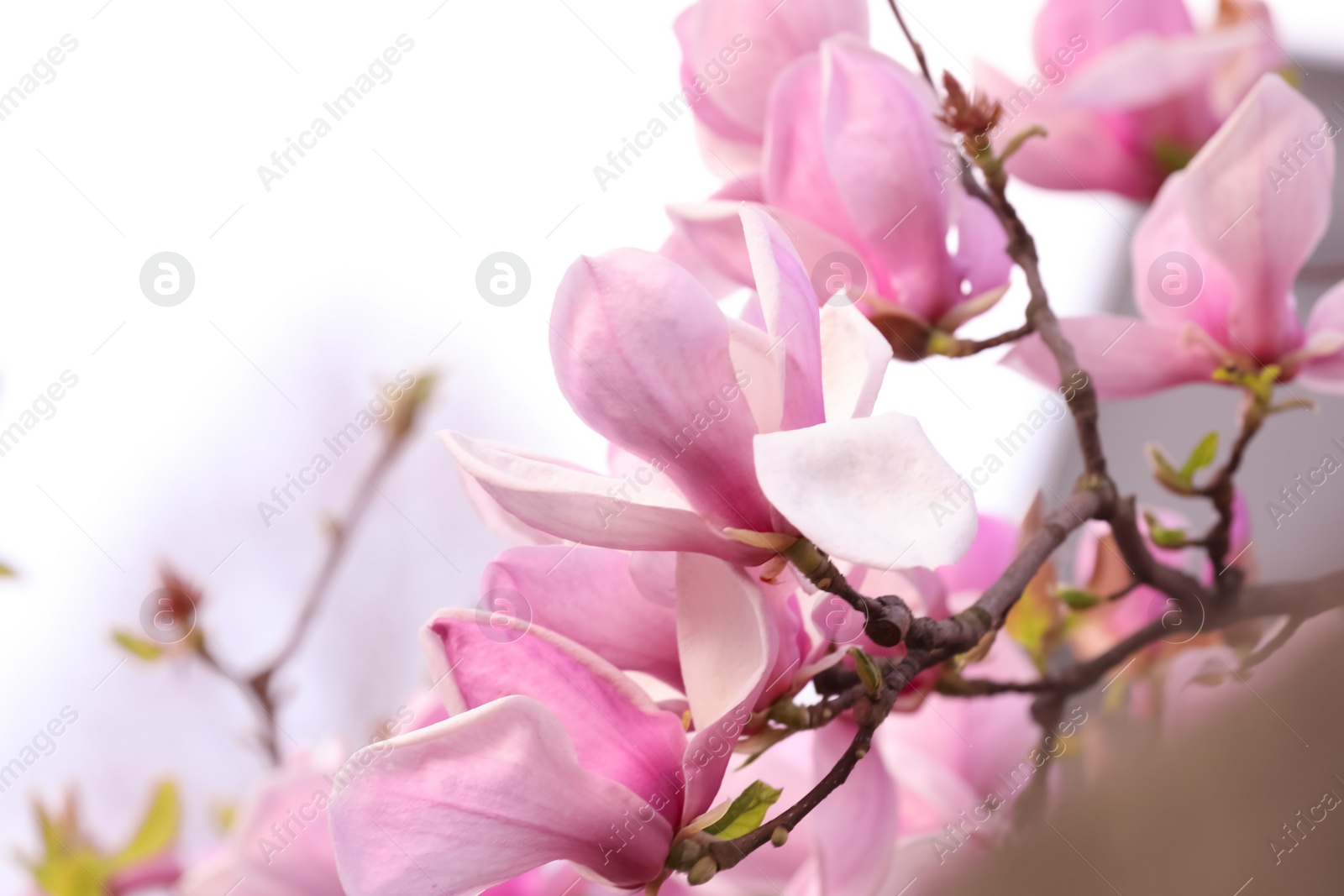 Photo of Beautiful magnolia tree with pink blossom outdoors, closeup. Spring season