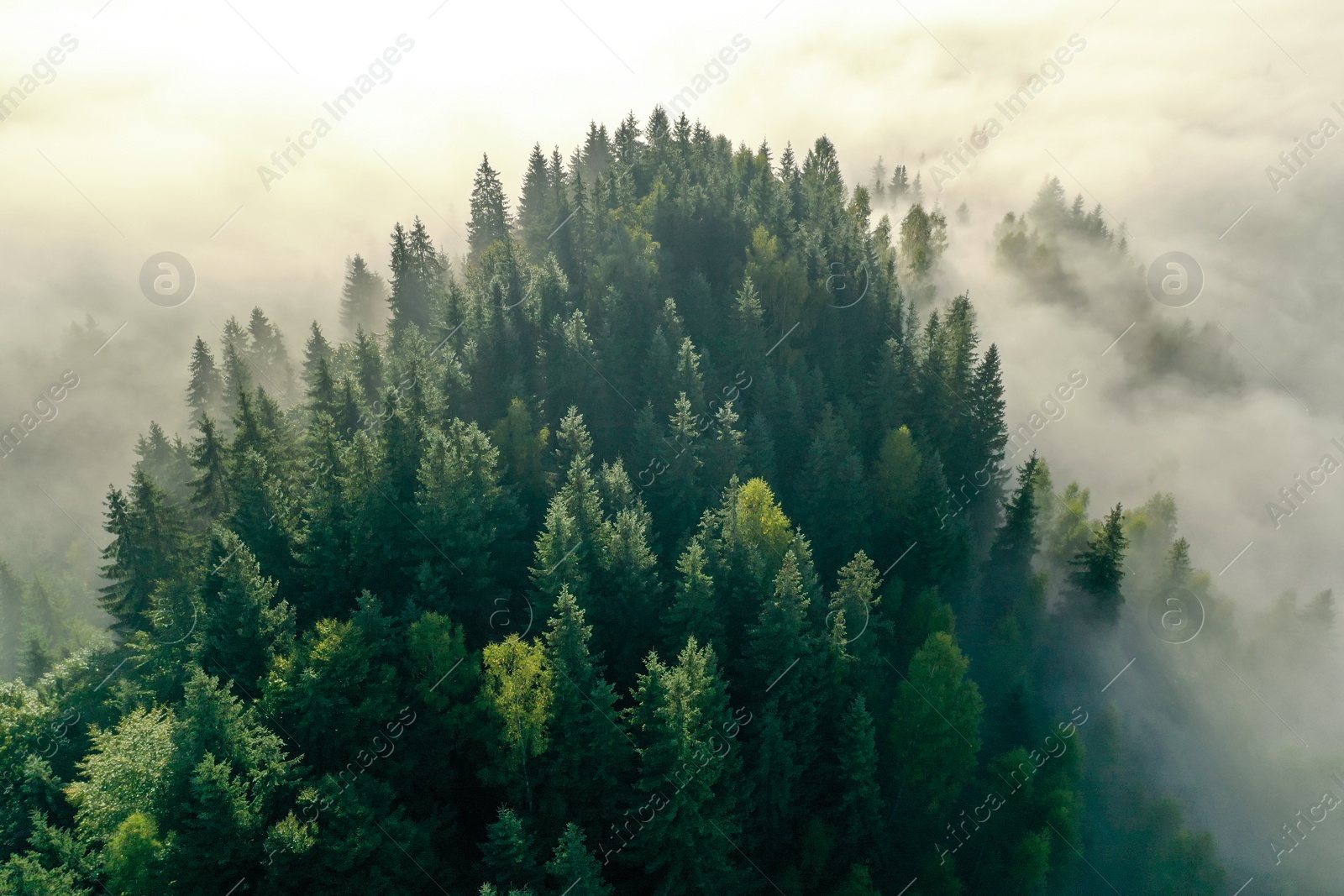 Photo of Aerial view of beautiful landscape with misty forest on autumn day