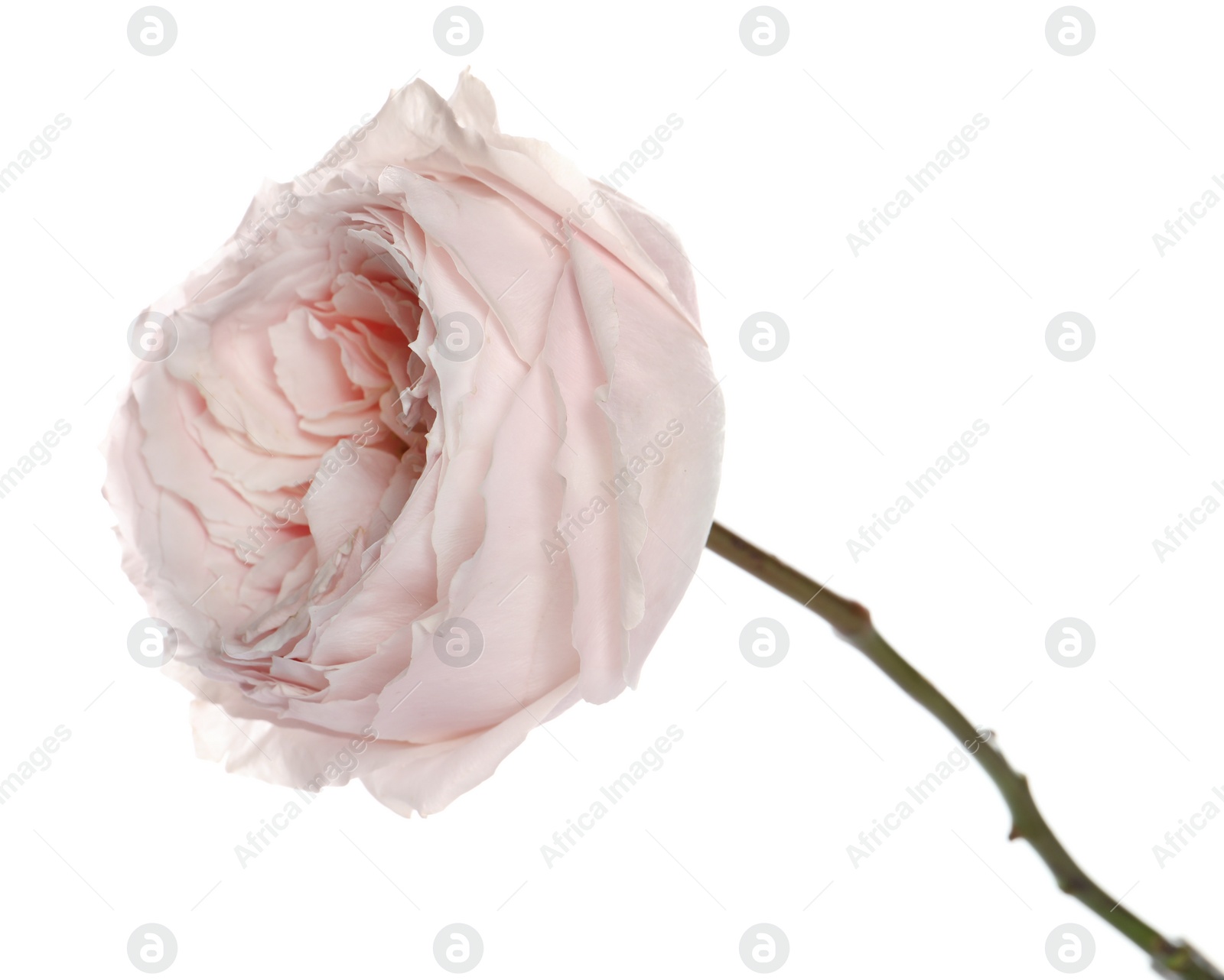 Photo of Beautiful English rose with tender petals isolated on white