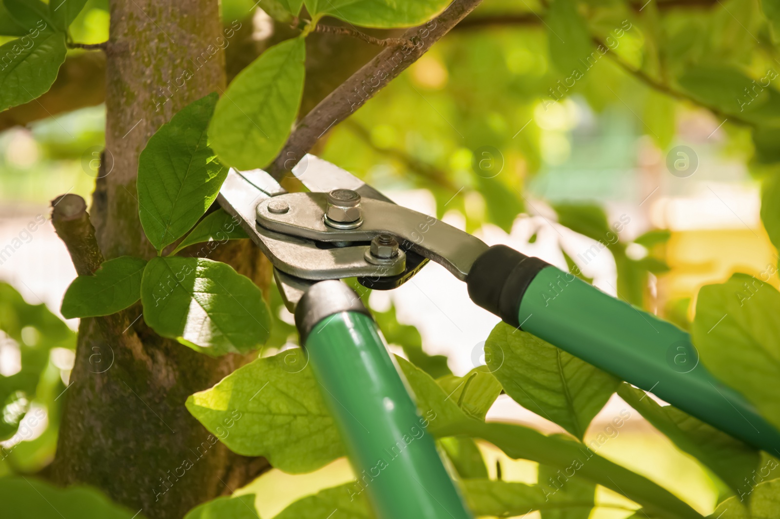 Photo of Pruning tree with secateurs outdoors. Gardening tool