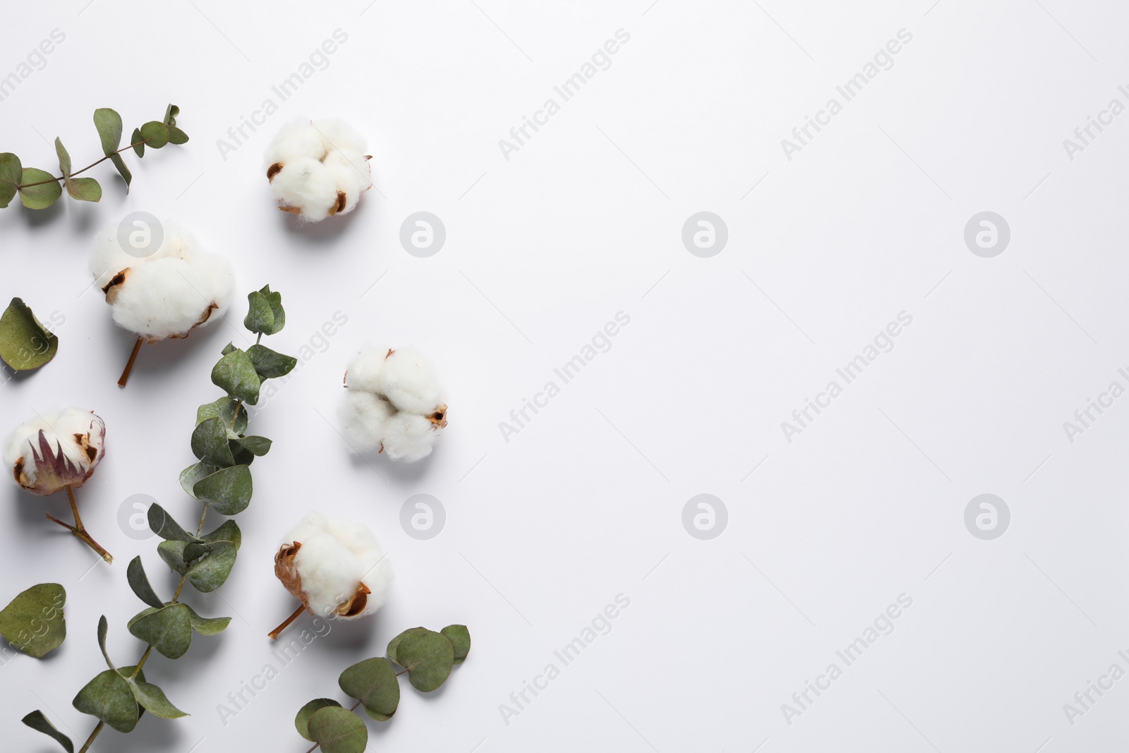 Photo of Fluffy cotton flowers and leaves on white background, flat lay. Space for text