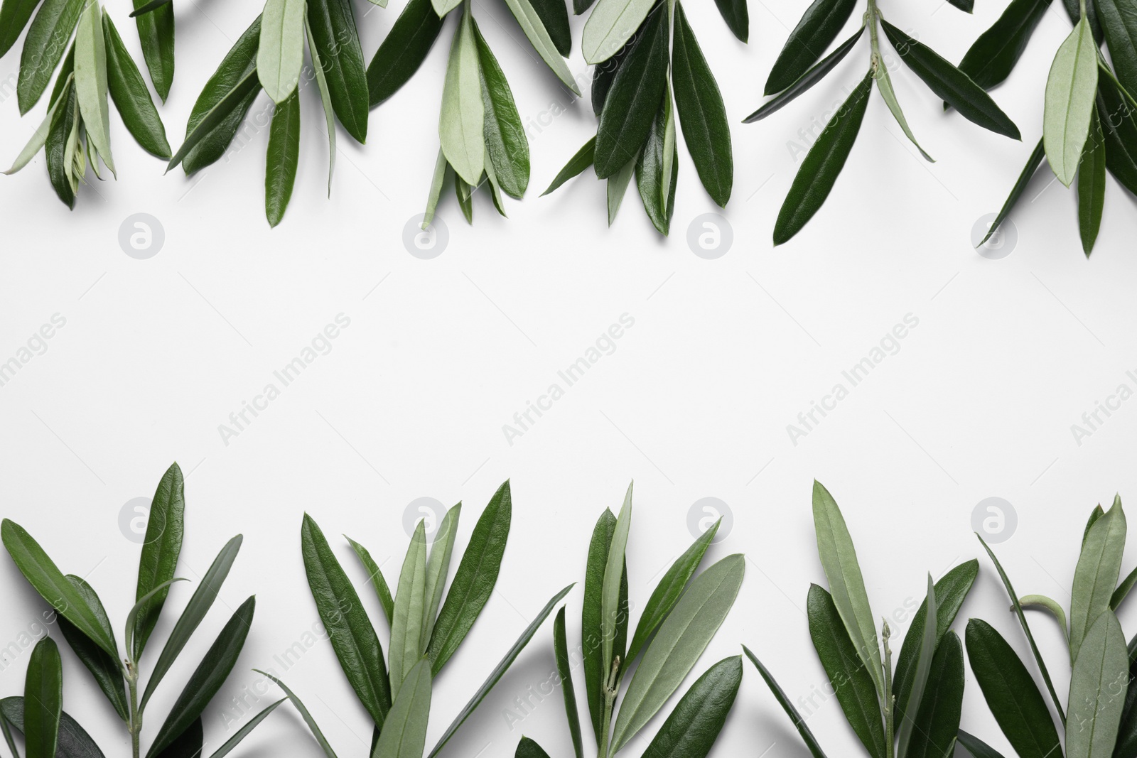 Photo of Olive twigs with fresh green leaves on white background, flat lay. Space for text