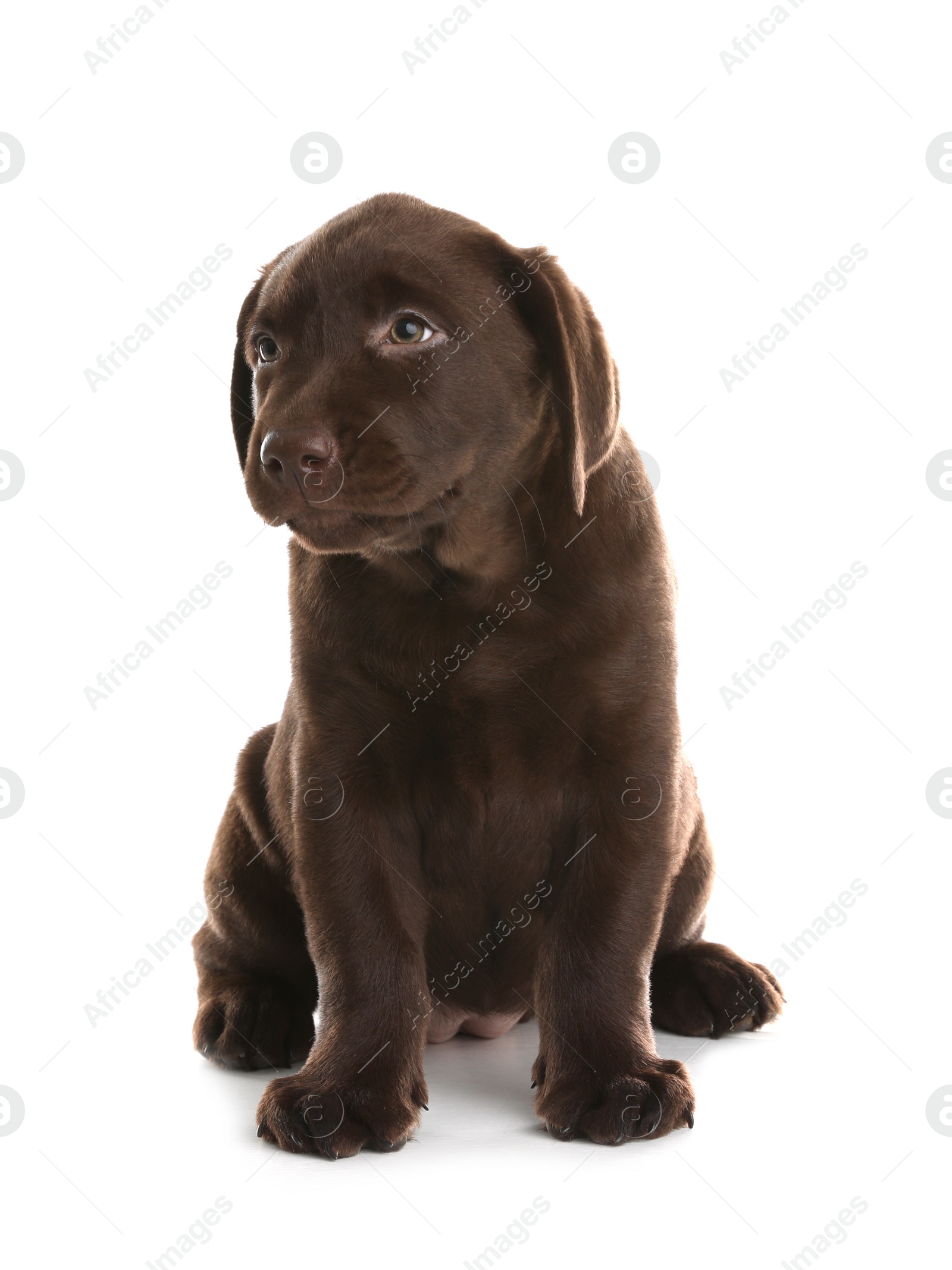 Photo of Chocolate Labrador Retriever puppy on white background