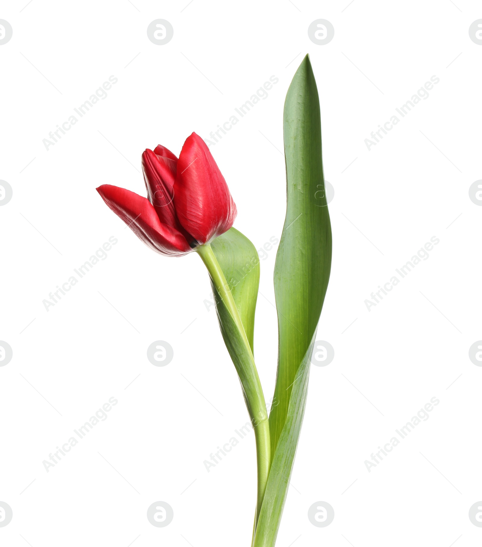 Photo of Beautiful tender spring tulip isolated on white