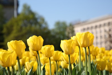 Many beautiful yellow tulips growing outdoors on sunny day, closeup. Spring season