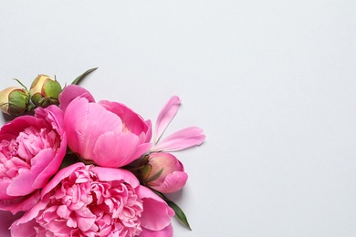 Photo of Beautiful peony flowers on light background, top view. Space for text
