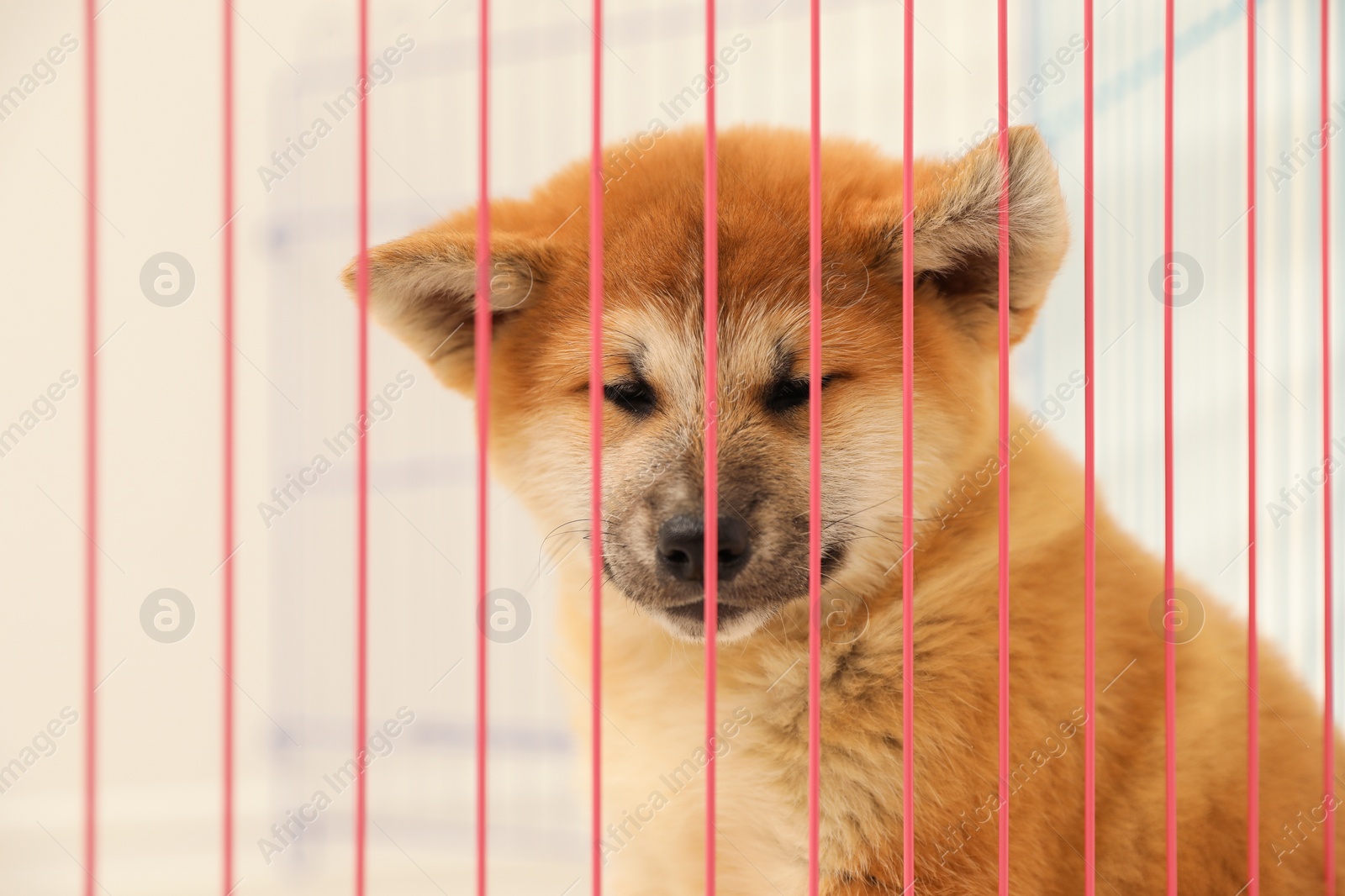 Photo of Cute Akita Inu puppy in cage on light background. Baby animal