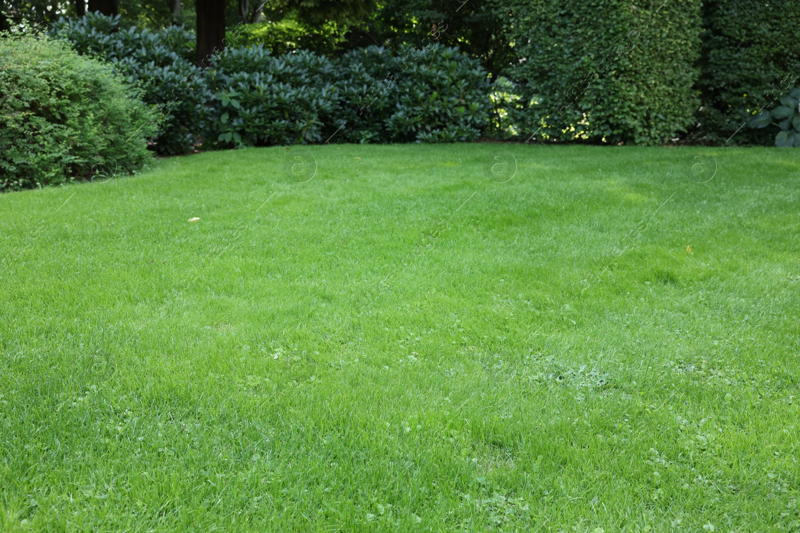 Photo of Beautiful lawn with green grass on sunny day