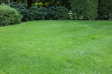 Photo of Beautiful lawn with green grass on sunny day