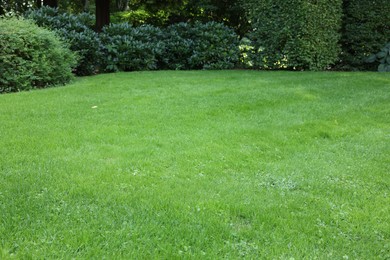 Beautiful lawn with green grass on sunny day