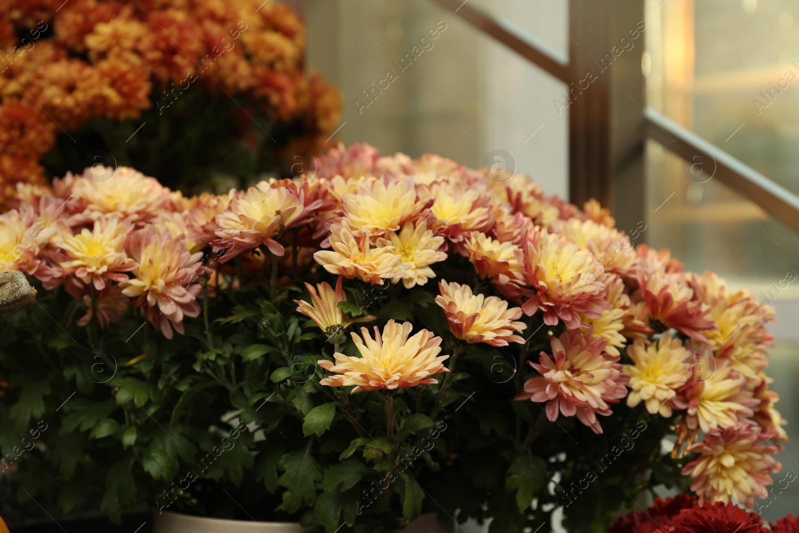 Photo of Beautiful fresh colorful chrysanthemum flowers indoors, closeup