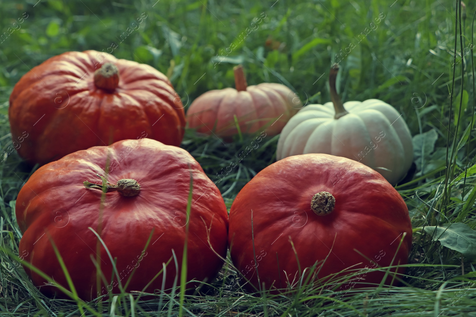 Photo of Many ripe pumpkins among green grass outdoors