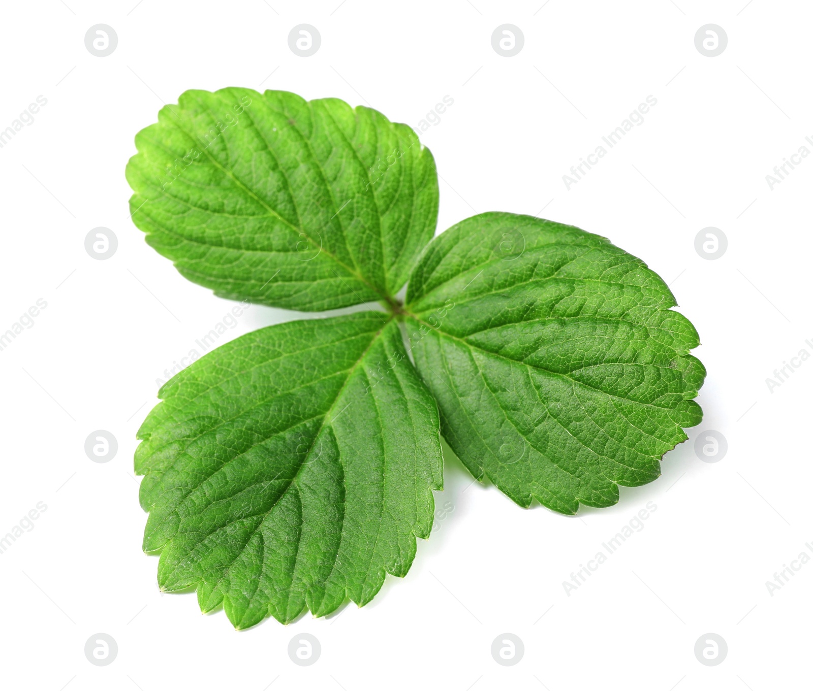 Photo of Fresh green strawberry leaf isolated on white