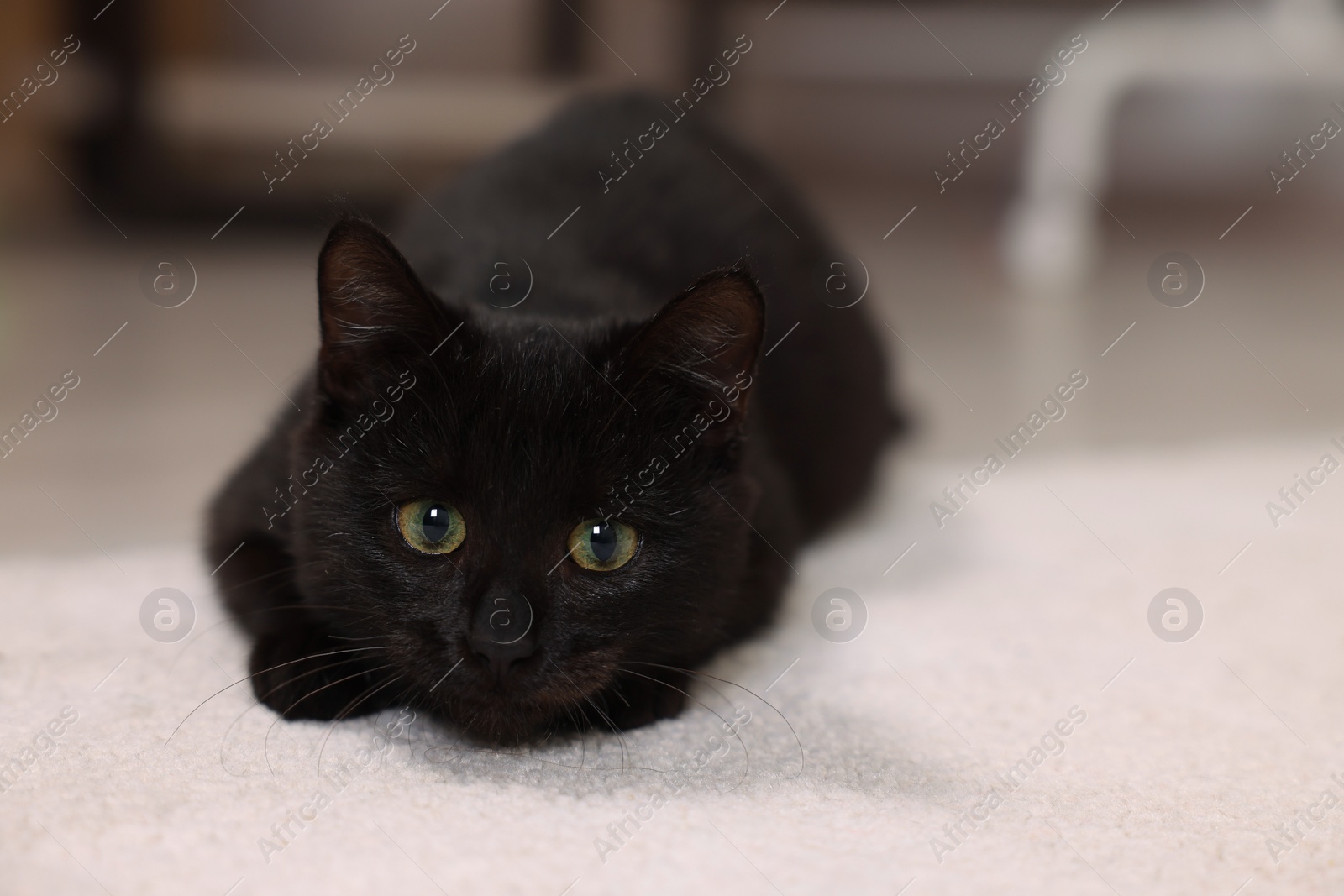 Photo of Adorable black cat with beautiful eyes hunting at home. Space for text