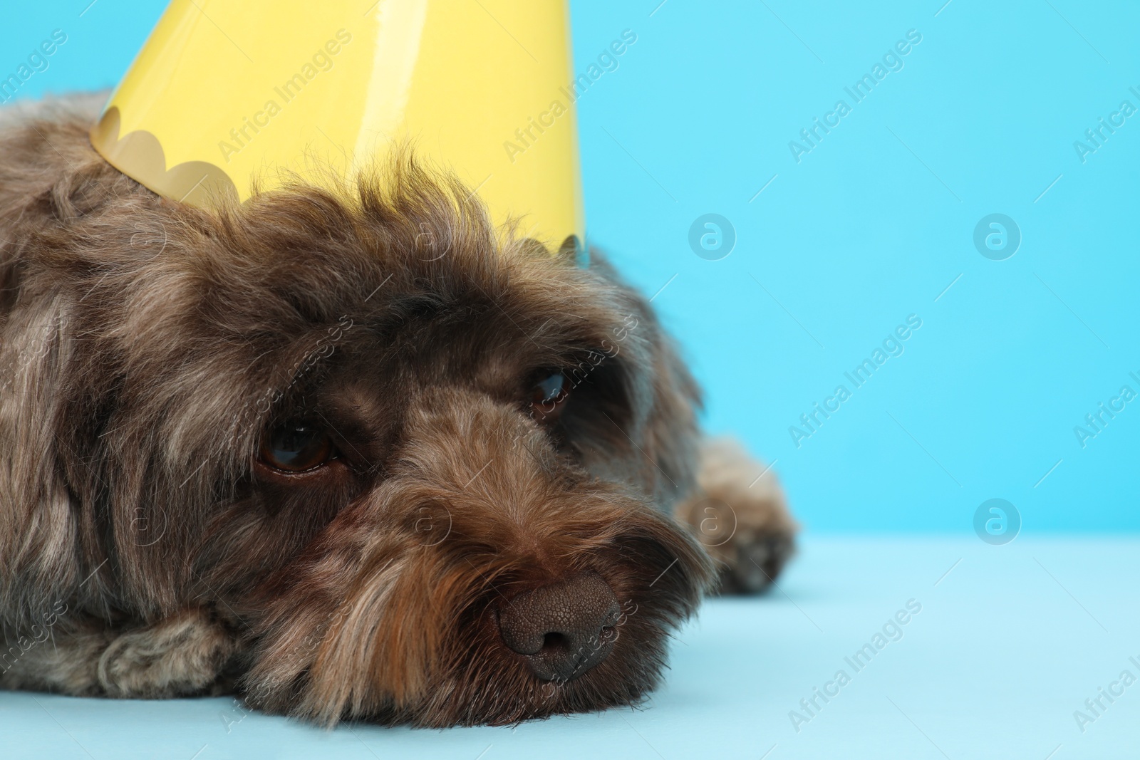 Photo of Cute Maltipoo dog with party hat on light blue background, closeup. Space for text