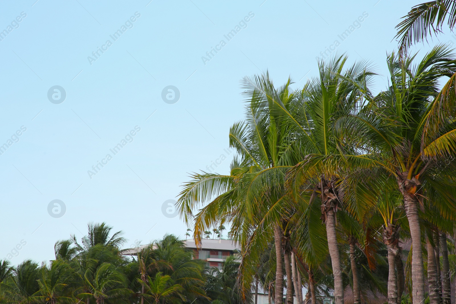 Photo of Beautiful palm trees with green leaves under clear sky