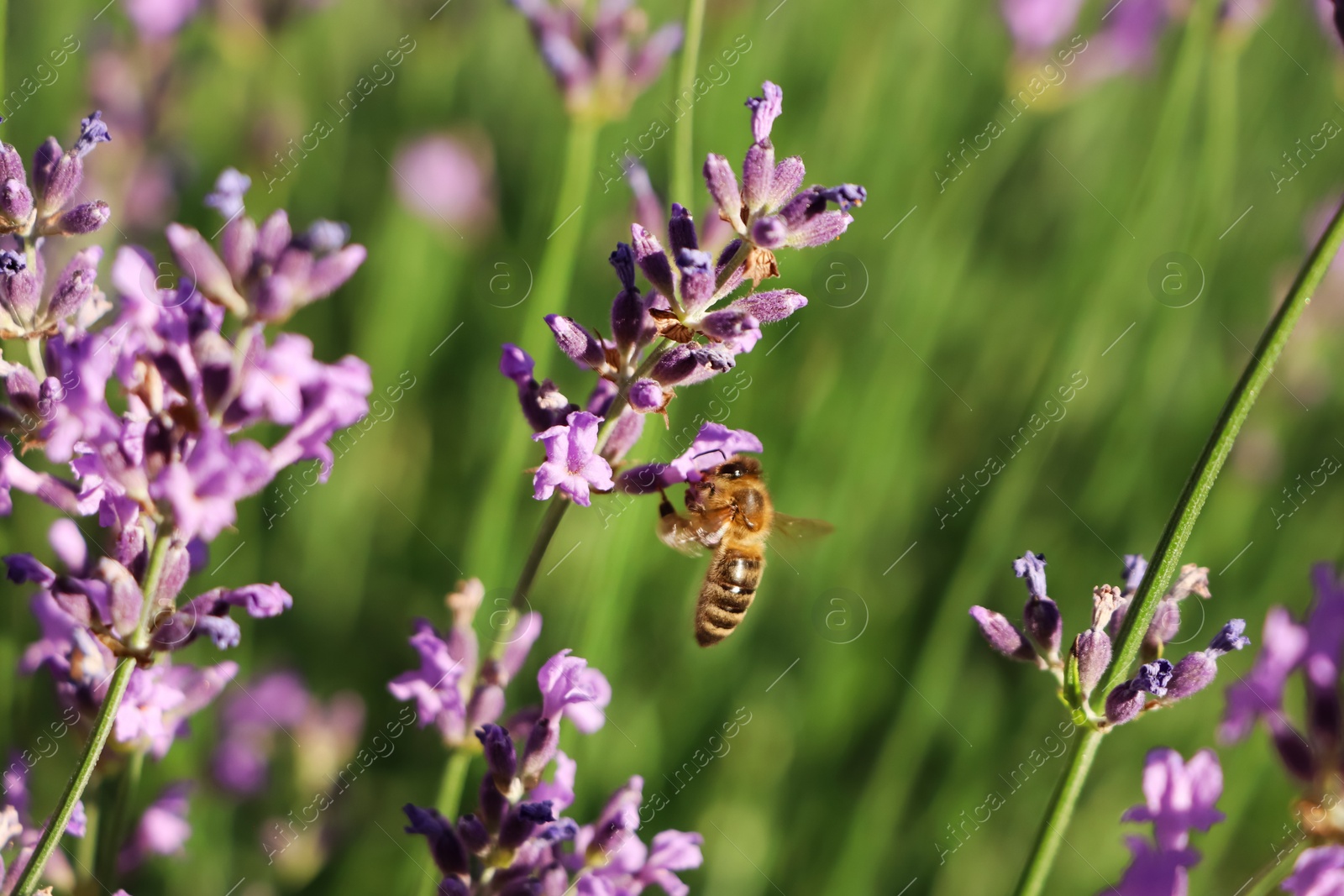 Photo of Closeup view of beautiful lavender with bee in field on sunny day