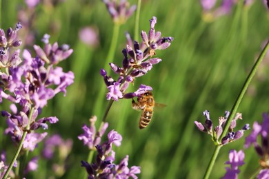 Closeup view of beautiful lavender with bee in field on sunny day