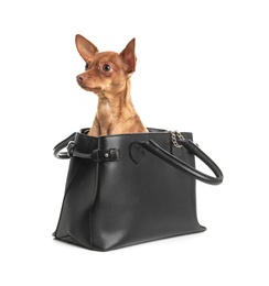 Cute toy terrier in female handbag isolated on white. Domestic dog