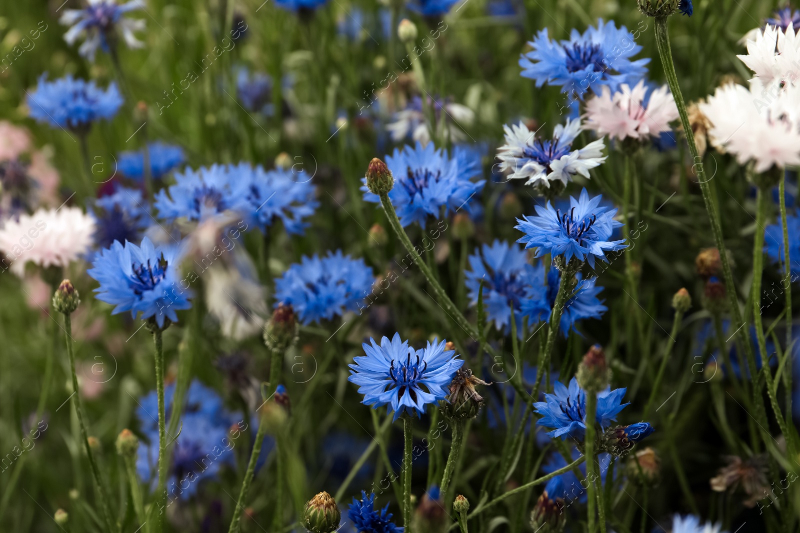 Photo of Beautiful colorful cornflowers growing in meadow on summer day