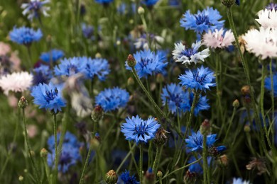 Beautiful colorful cornflowers growing in meadow on summer day