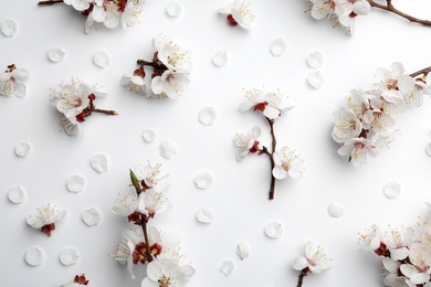 Beautiful fresh spring flowers on white background, top view