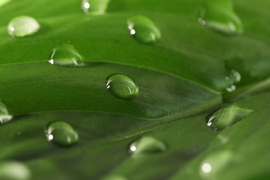 Green leaf with dew drops as background, closeup