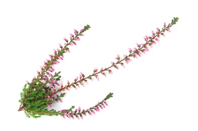 Photo of Branch of heather with beautiful flowers isolated on white