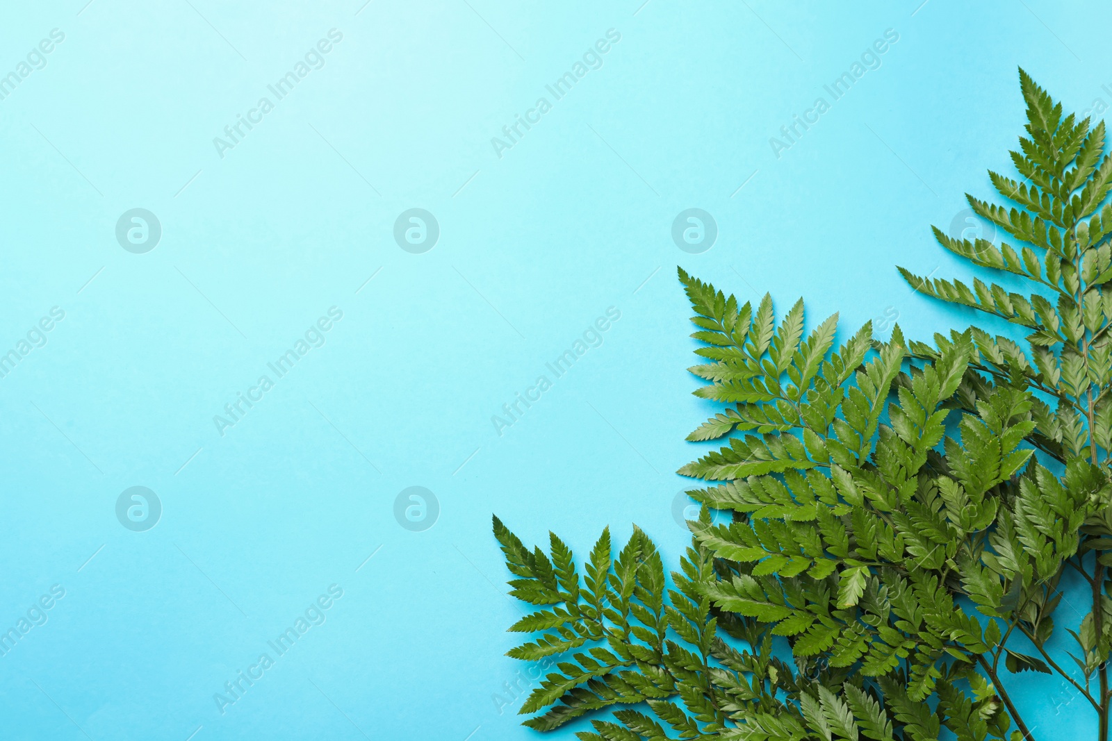 Photo of Beautiful tropical fern leaves on light blue background, flat lay. Space for text