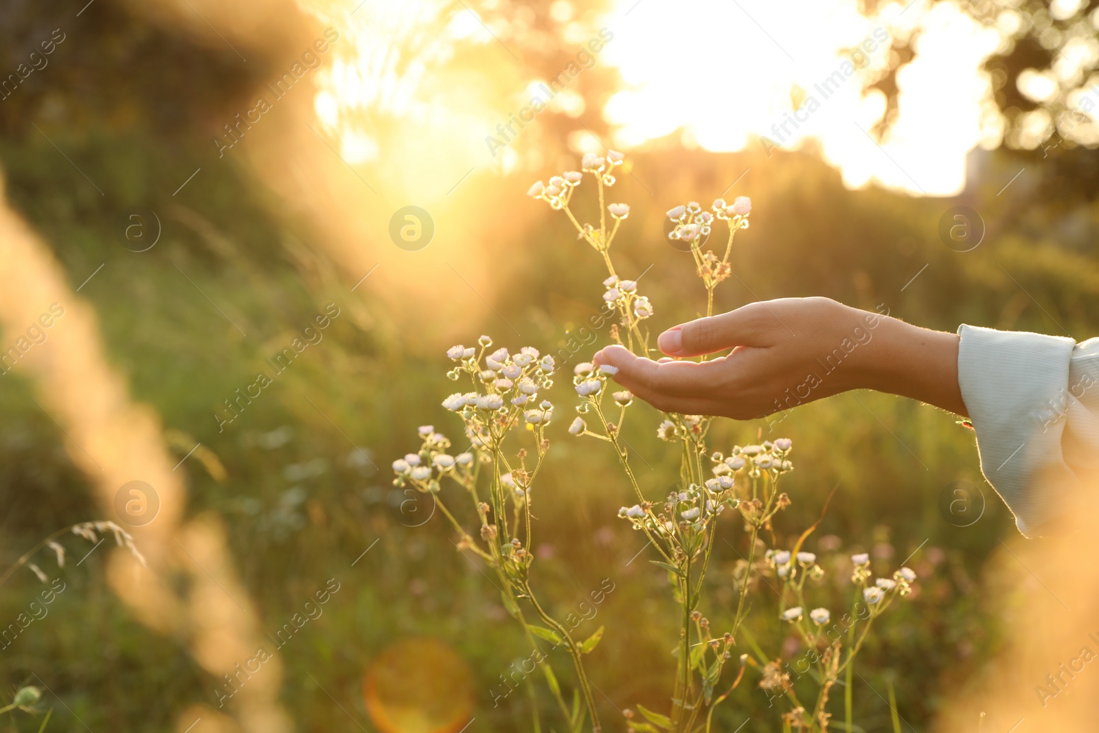 Photo of Woman walking through meadow and touching beautiful white flowers at sunset, closeup