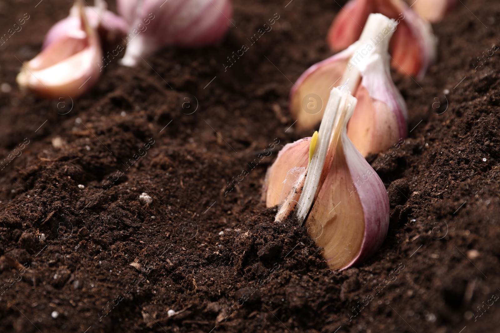 Photo of Vegetable planting. Cloves of garlic in fertile soil, closeup. Space for text